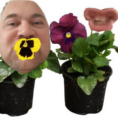 MC Árvácska száj család