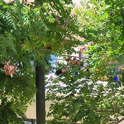 Mc Isti spotting 2024.06.26