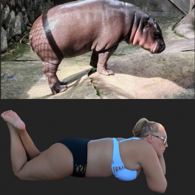 Lamantin