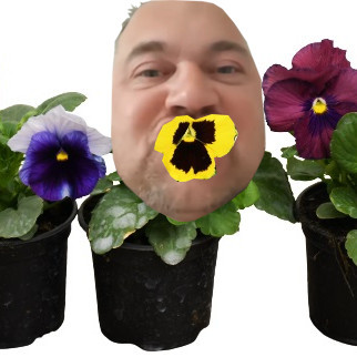 MC Árvácska száj család
