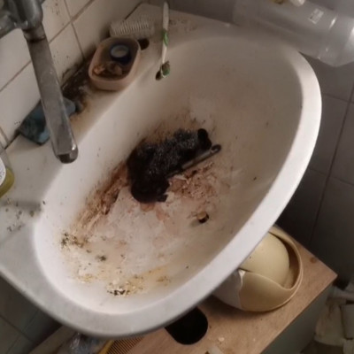 Embertelen körülmènyek a púpszászi Horrorházban