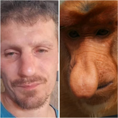 Schalk Matyi a mindig vàltozò orrú Dzsigolò