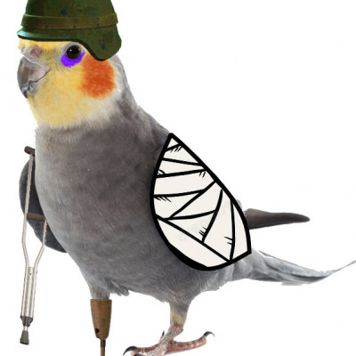 Nagy Laci papagája