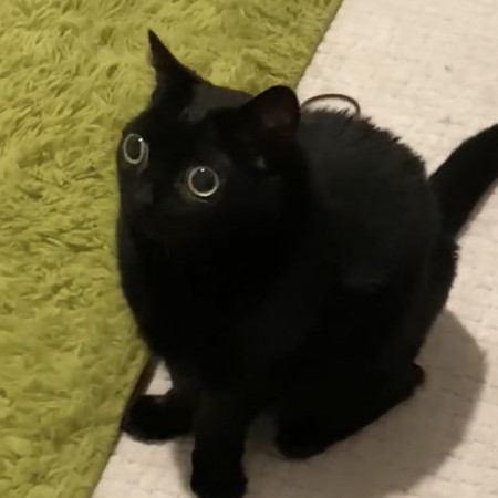 catboysex's avatar