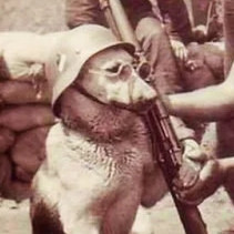 Herr Alexandrov's avatar