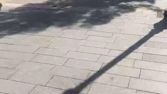 Tibi kukákat palackokért fosztogatós spotting-ja - 2024 09.19. délelőtt