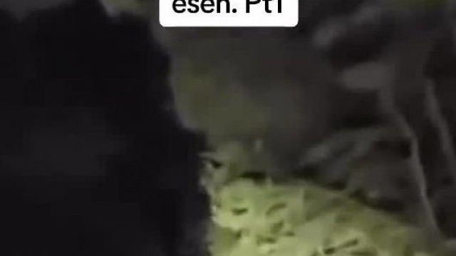 A retardált balfasz, Biós Pityesz belalszik vezetés közben és belehajt egy árokba