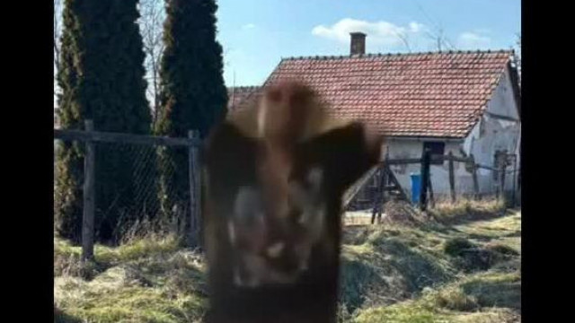 (EXTRÉM HANGOS!) Baranyijo Nagyrábén rázza a farkát Vadász Gyulának (paródia)