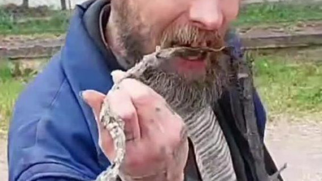 Bartos Möster a levedlett, megszáradt sikló bőrét majszolja jóízűen
