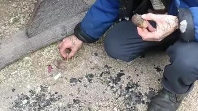 Bartos a táborozók által hátrahagyott, földre hullott ételmaradékokat lakomázza
