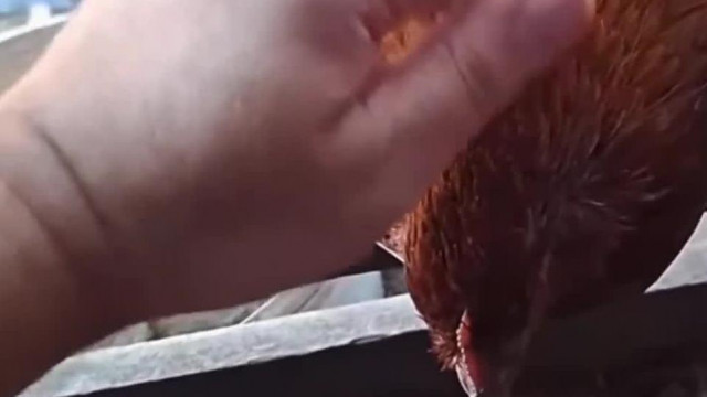 Tojás szarás közben egy tyúkot simogat