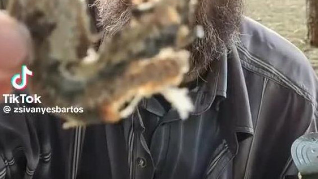 Bartos vízisikló tötemet eszik