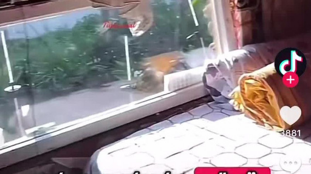 Nájk család putri tour. Kérdés ,hogy ilyen jó körülmények ellenére miért nem adják ki nekik a kisgyereket