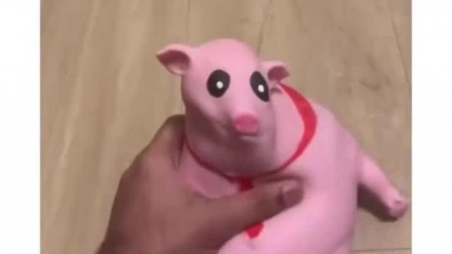 Pov: subi disznó roland vagy a pofozó bajnokságon