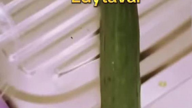 Edytrampli fel akar dugni magànak egy Uborkát mert saját bevallàsa szerint nem szexelt egy hete