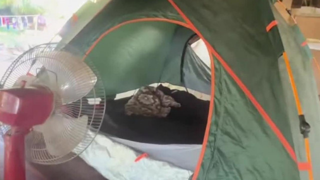 Döbbenetes kèpsorok: Sztív Pedòpatkàny visszatèrt a Thai Horrorputriba egy koszos sátorral
