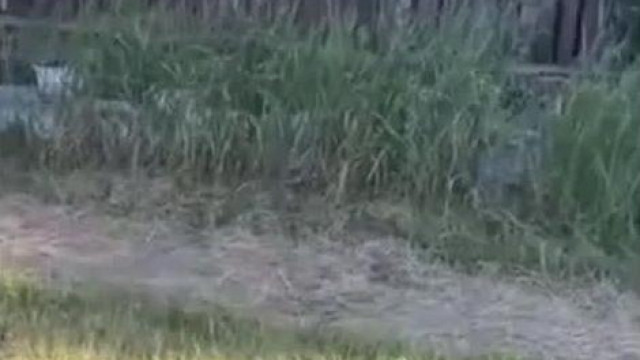 Vadász Gyuszi rage (régebbi)