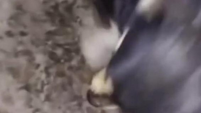 Putris hulladék Irénke így eteti kutyáját a mocsokban