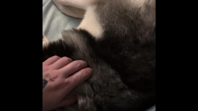 A husky hitel lecsap - Kufár nem tudott athénba repülni mer beteg a kugya