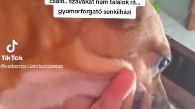 Gyerekb*szó gyula ismételt állatkinzása