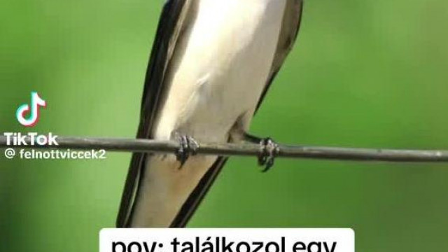 Fecske farkú Gál Szabi
