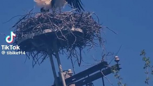 Nájk Zsolt Ella vita (Stork edition)