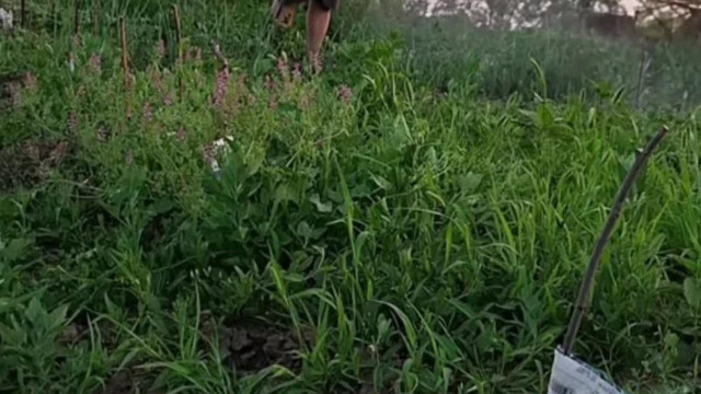 Locsolja a kertet a nagyràbèi Agràrmérnök majd hirtelen kivillan a Brutális Horrorsérves Malacbèl is