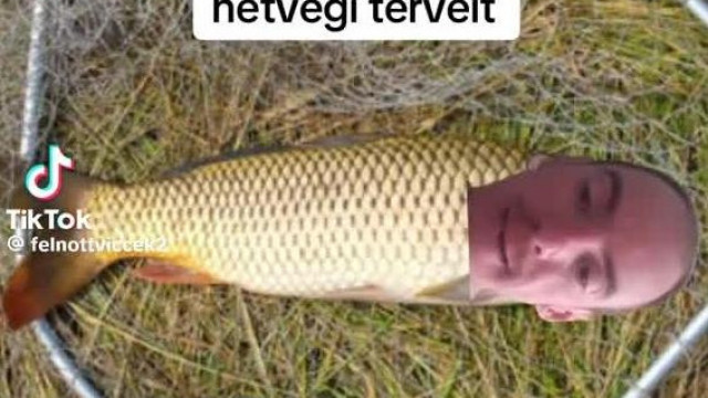 Gál Szabi a hableány baszó