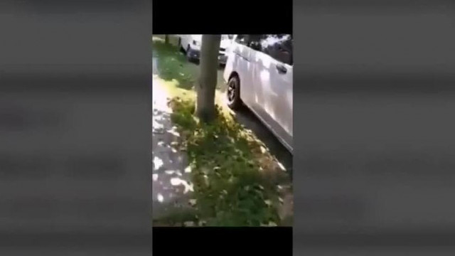 vadász gyula idegbeteg mert nem találja az állatkorházat
