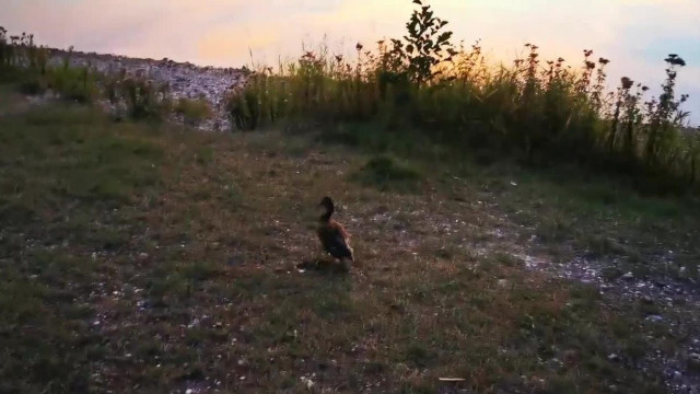 Sodi egy kacsát zaklat
