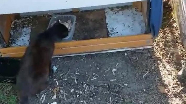 Dark Hiéna a macskáit sajnáltatva próbál koldulni