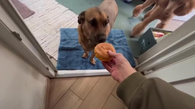 A Sümegi állatidomár kutyanyálas sajtburgert eszik