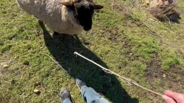 A sümegi állatkínzó birkafenyítős videója